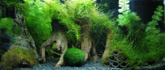 Moss in an aquarium