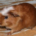 Young guinea pig