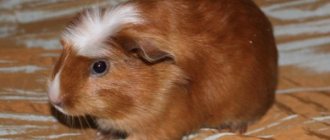 Young guinea pig