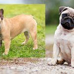 Pug and French bulldog