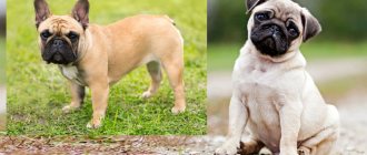 Pug and French bulldog