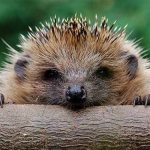 hedgehog face