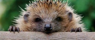 hedgehog face