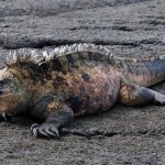 marine iguana photo