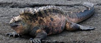 marine iguana photo