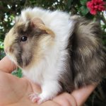 Rosette guinea pig