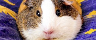 Guinea pig