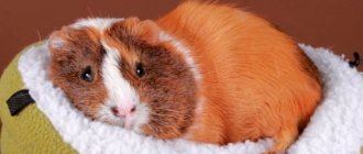 Guinea pig