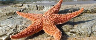 Starfish. Photos, types, is it dangerous, can it be eaten, interesting facts 