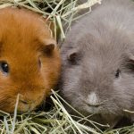 Guinea pigs