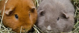 Guinea pigs