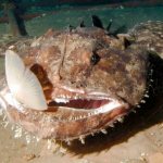 Monkfish with prey in its mouth