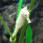 seahorse breeding