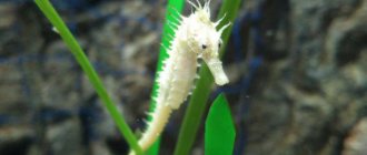 seahorse breeding