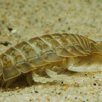 Sea cockroach