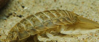 Sea cockroach