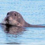 Sea hare (sealed seal) (“Nature” No. 5, 2019)