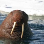 Walrus