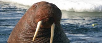 Walrus