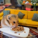 Can hamsters eat buckwheat, millet, pearl barley and other cereals?