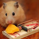 Can hamsters have cheese (Djungarian, Syrian and other breeds)