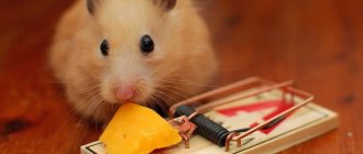 Can hamsters have cheese (Djungarian, Syrian and other breeds)