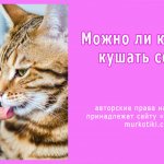 можно ли котам соль