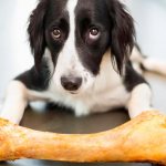 Can dogs be given bones?