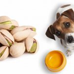 Can dogs have nuts?