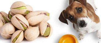 Can dogs have nuts?