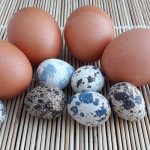 Is it possible to give a dog eggs?