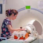 MRI for a dog