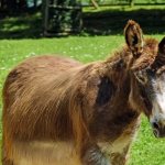 Mule - Disadvantages and differences