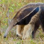 Anteater-animal-Description-features-species-lifestyle-and-habitat-of-the-anteater-4