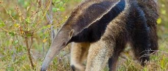 Anteater-animal-Description-features-species-lifestyle-and-habitat-of-the-anteater-4