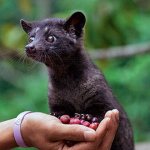 Musang or common musang