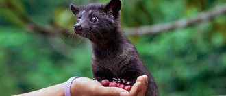 Musang or common musang