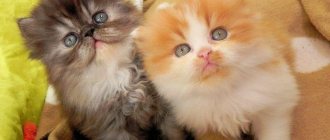 In the photo there are kittens of the Persian breed