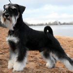 A dark mask is mandatory for every Miniature Schnauzer.