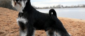 A dark mask is mandatory for every Miniature Schnauzer.