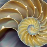 nautilus pompilius mollusk photo