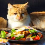 Dissatisfied cat looking at the plate