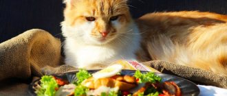 Dissatisfied cat looking at the plate