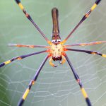 Nephila goldweaver