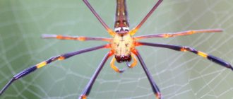 Nephila goldweaver