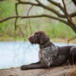 German wirehaired pointer