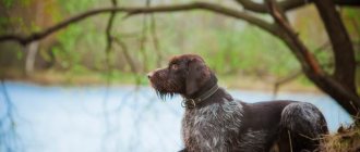 German wirehaired pointer