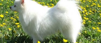 German White Spitz: photo.