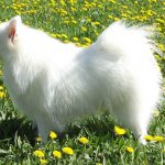 German White Spitz: photo.