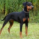 German pinscher